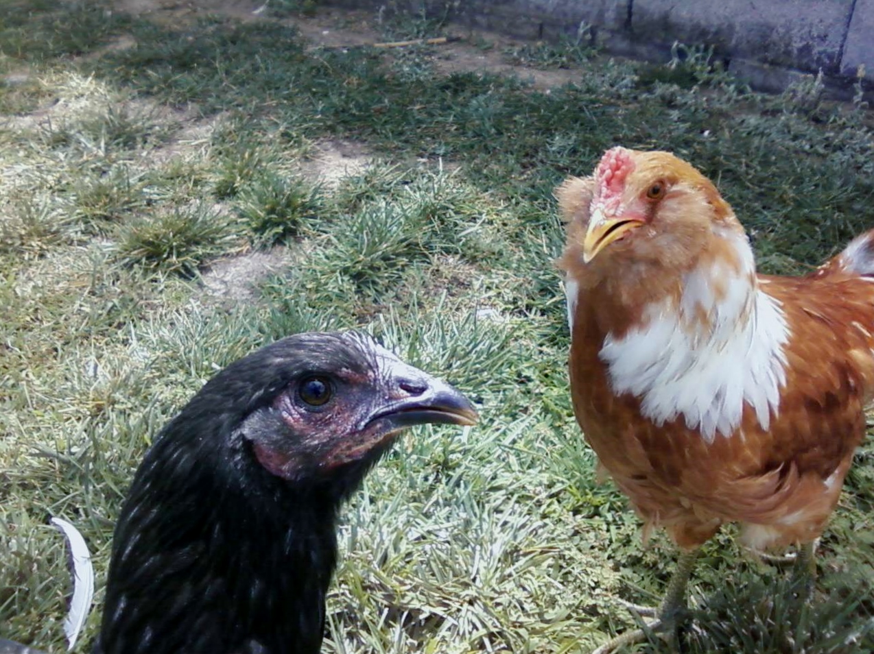Everyone looks at Peck the black chicken (who doesn't lay eggs!) askance.