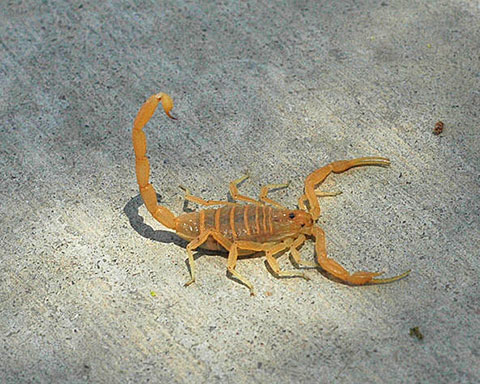 bark-scorpion